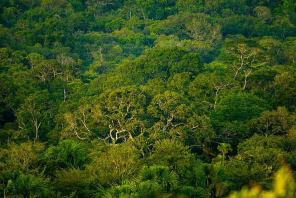 Cores da Floresta - Verde