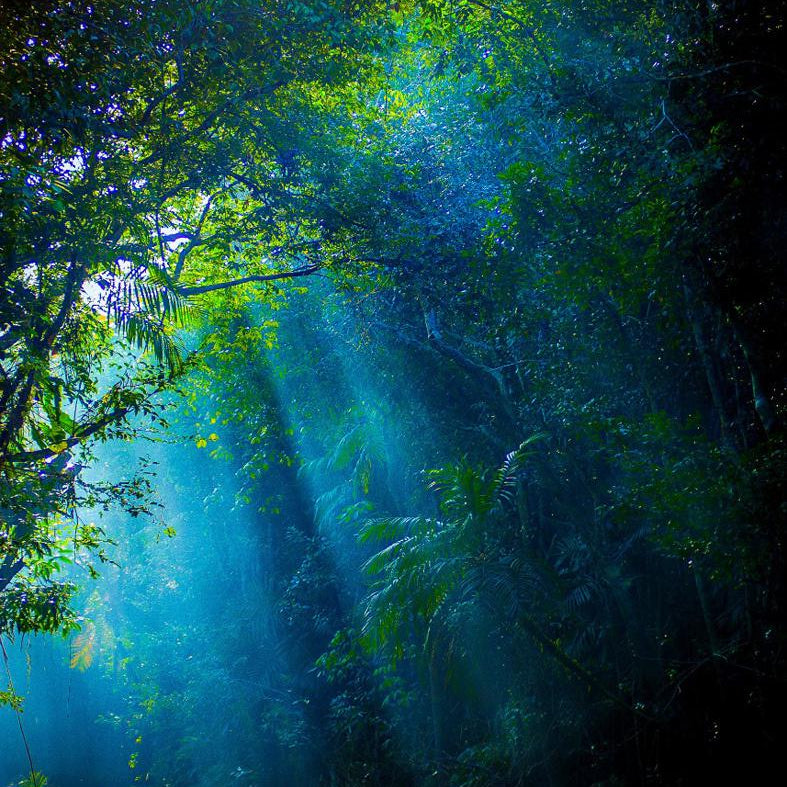 Cores da Floresta - Luz