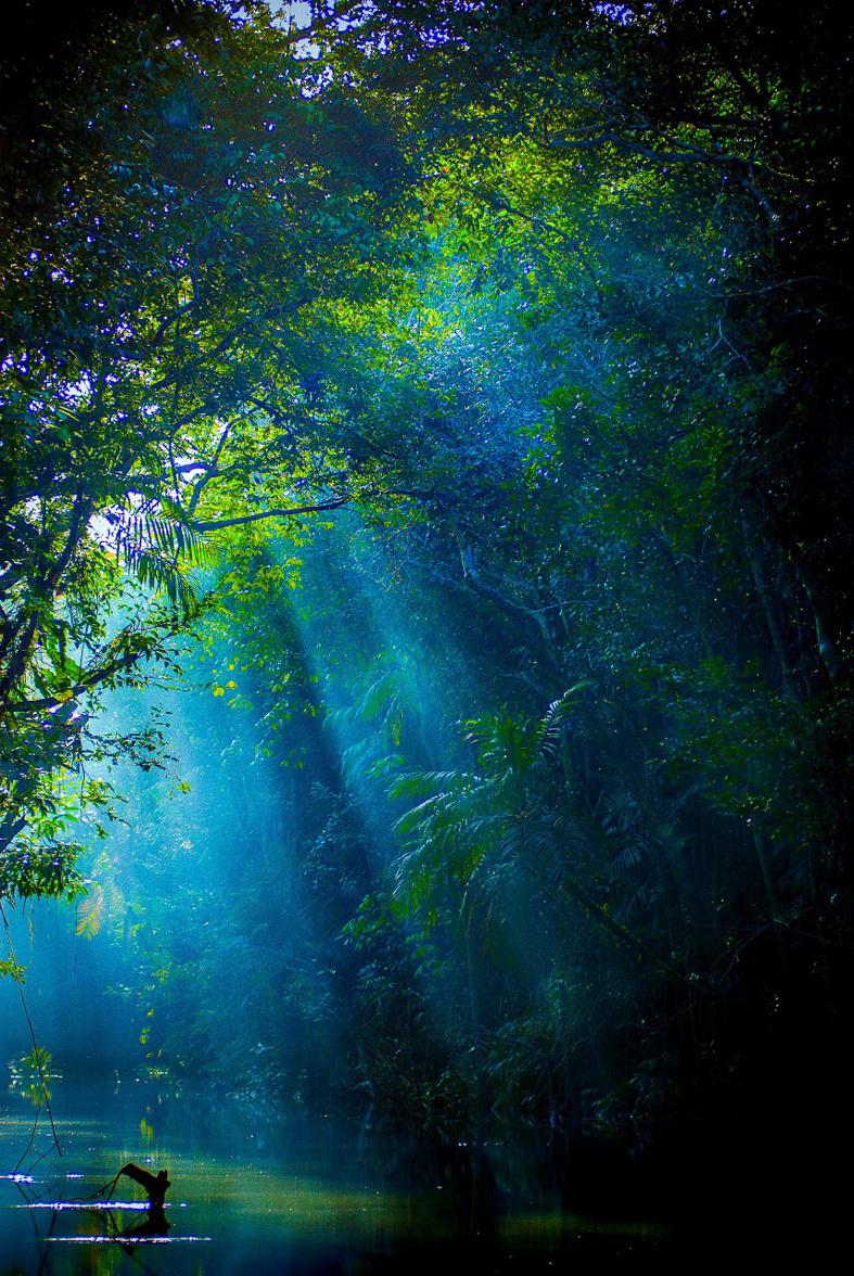 Cores da Floresta - Luz