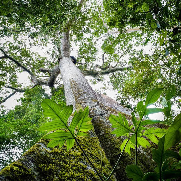 Cores da Floresta - Rainha