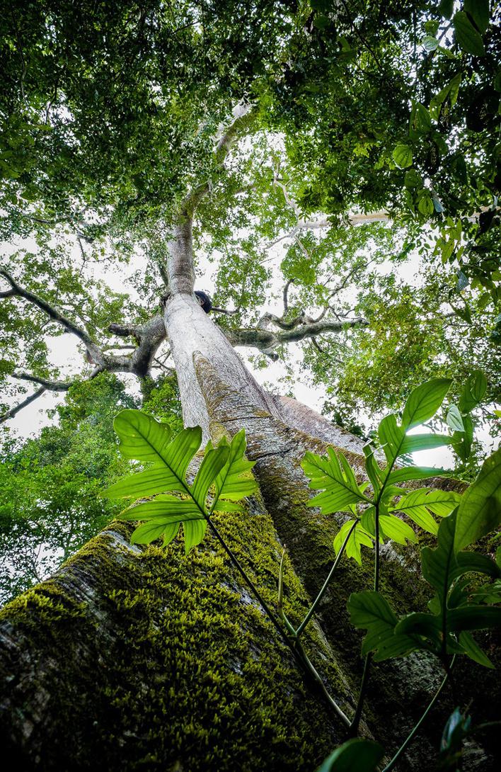 Cores da Floresta - Rainha
