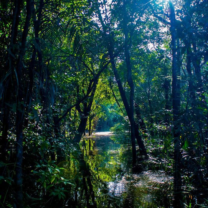 Cores da Floresta - Igarapé