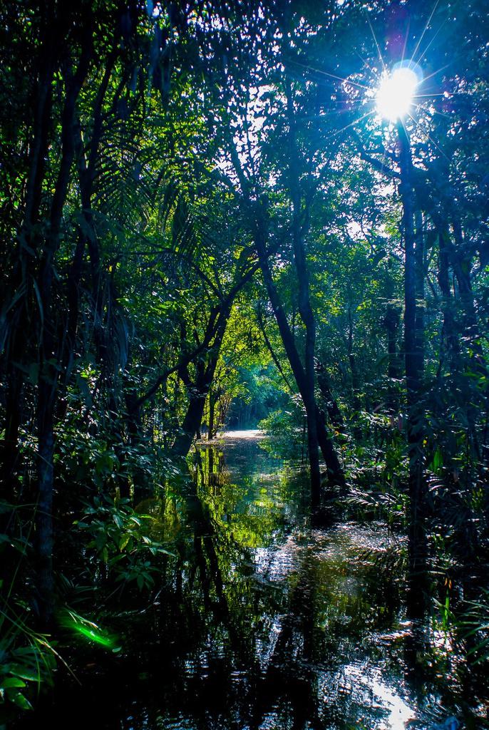 Cores da Floresta - Igarapé