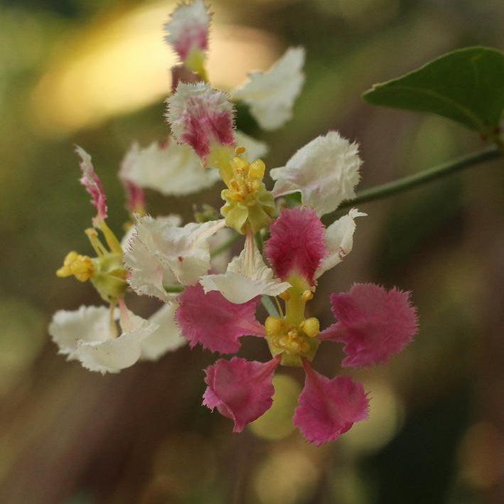 Cores da Floresta - Florando