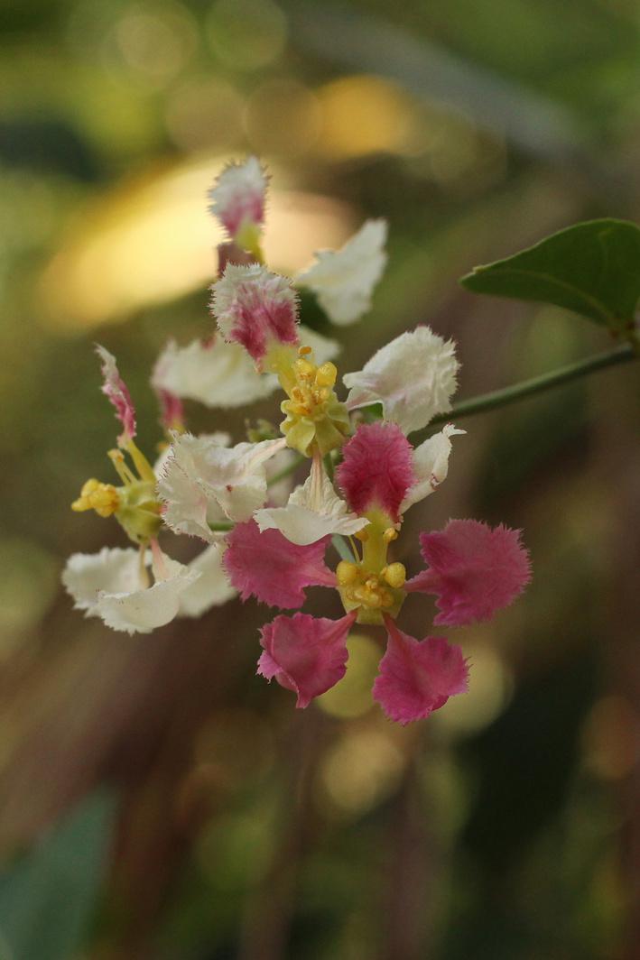 Cores da Floresta - Florando