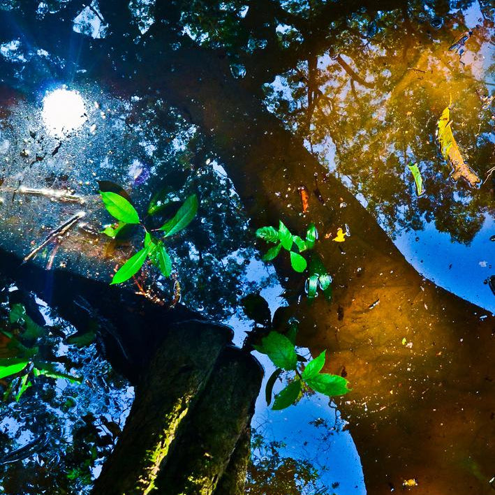 Cores da Floresta - Reflexo
