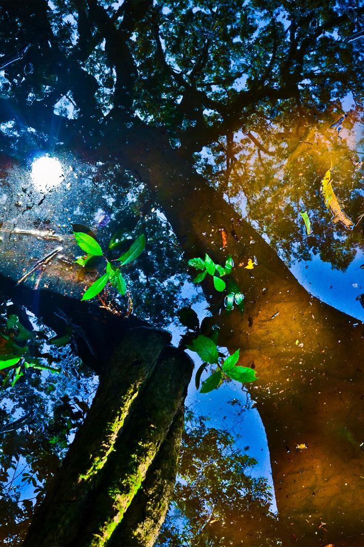 Cores da Floresta - Reflexo