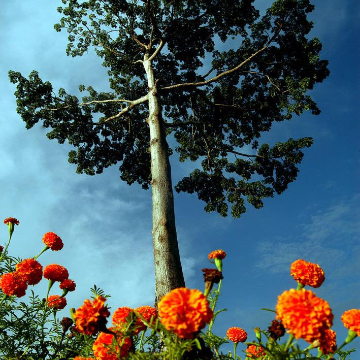 Cores da Floresta - Altura - RAG Fine Art