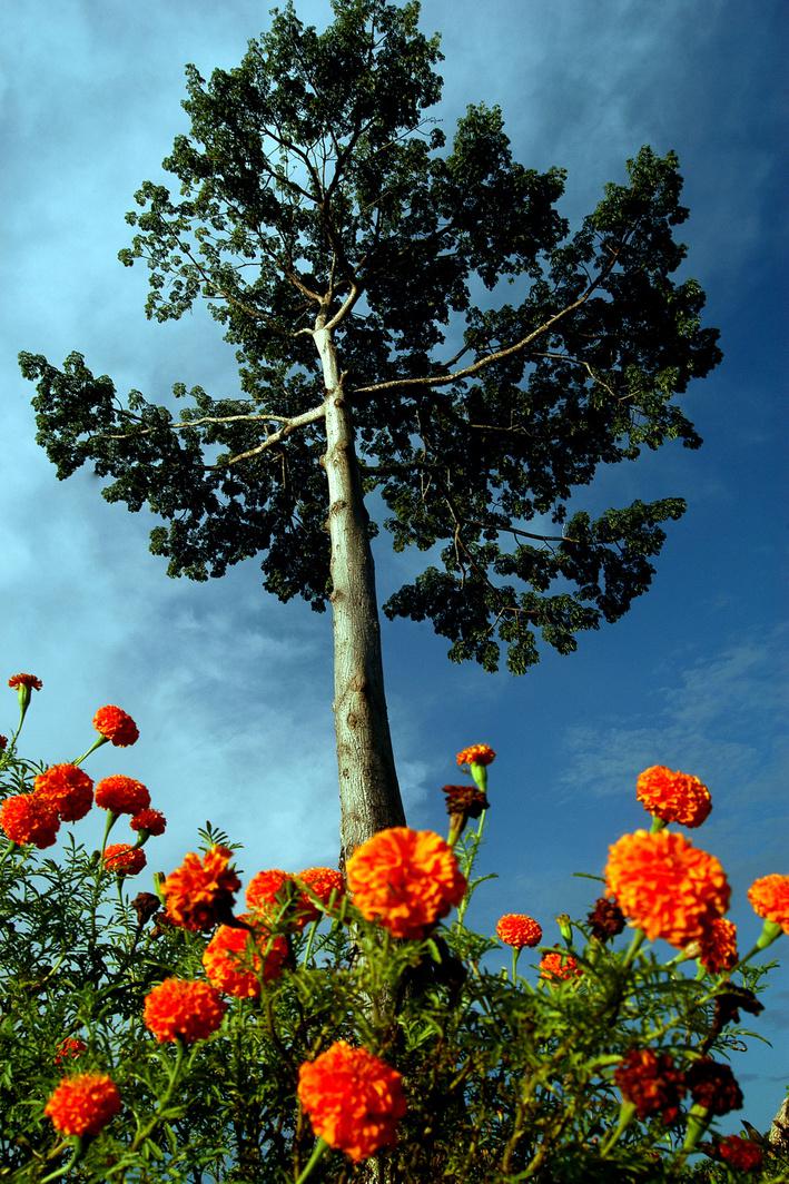Cores da Floresta - Altura - RAG Fine Art