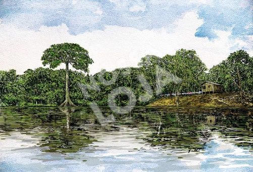 Gravura Seringal - Rio Abunã