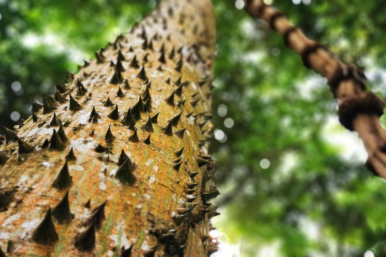 Cores da Floresta - Escada