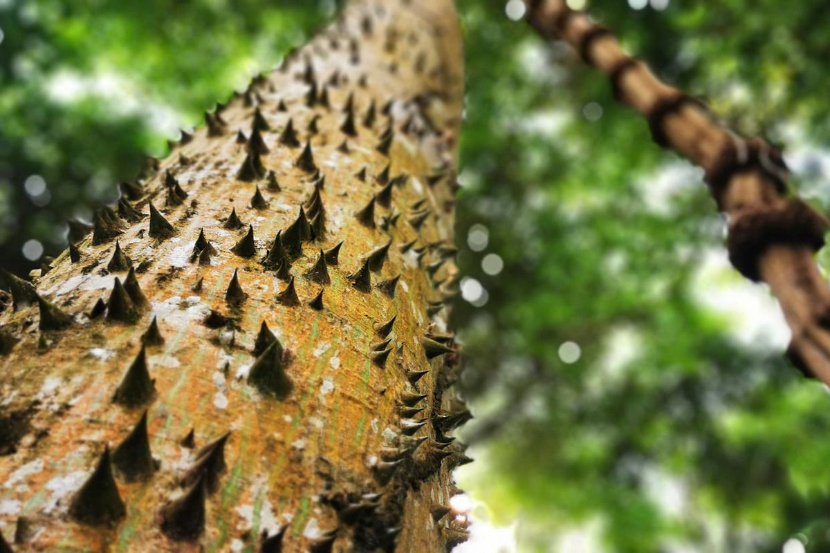 Cores da Floresta - Escada