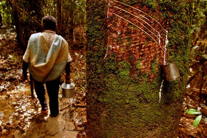 Cores da Floresta - Seringal
